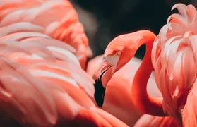 Принт на ворота Фламинго