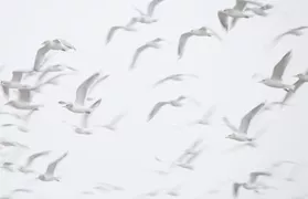 Принт на ворота Стая птиц
